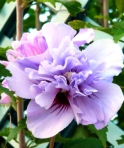 1 Purple Althea in a Quart Container(12-18in)