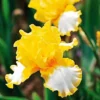 10 Beauty Becomes Her Iris Seeds Garden Plants Easy To Grow