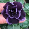 10 Dark Purple Desert Rose Seeds Adenium Obesum Flower Seed Flowers