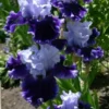 10 Iris Flower Purple White Seeds Garden Plants Easy To Grow