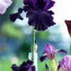 10 Perfect Pitch' Iris Seeds Garden Plants Easy To Grow