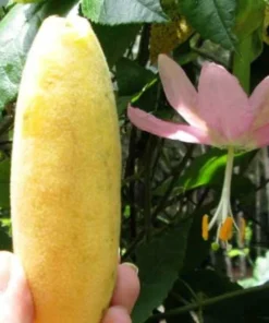 10 Seeds Banana Passionfruit Seeds, Passiflora Mollissima Passion Fruit Flower Seed