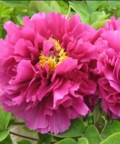 10 Seeds Peony,Peony Mix Seeds
