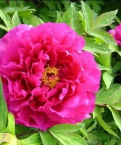 10 Seeds Peony,Peony Mix Seeds