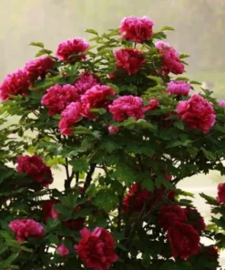 10 Seeds Peony,Peony Mix Seeds