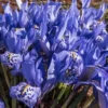 10 Water Iris Aka Blue Flag Seeds Garden Plants Easy To Grow