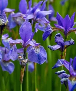 10 Water Iris Aka Blue Flag Seeds Garden Plants Easy To Grow