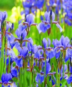 10 Water Iris Aka Blue Flag Seeds Garden Plants Easy To Grow