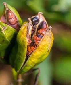 10 Water Iris Aka Blue Flag Seeds Garden Plants Easy To Grow