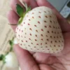 100 Seeds Withe Berry Pineapple Strawberry Seeds Fruitseeds Strawberry