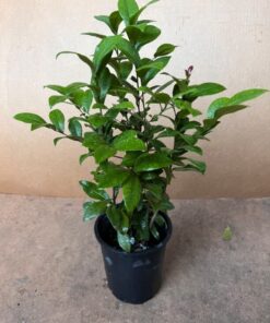 Ochna Serrulata Plant Mickey Mouse Live Plant Shrub in 6″ Pot – Decorative Garden Plant –
Ornamental Shrub