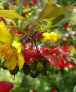 Ochna Serrulata Plant Mickey Mouse Live Plant Shrub in 6″ Pot – Decorative Garden Plant –
Ornamental Shrub