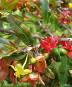 Ochna Serrulata Plant Mickey Mouse Live Plant Shrub in 6″ Pot – Decorative Garden Plant –
Ornamental Shrub