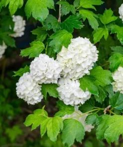 2 (10-15”) Japanese Snowball (Rooted Cuttings)