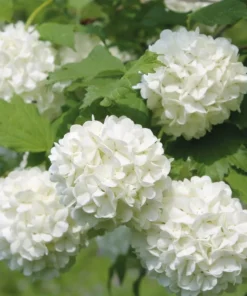 2 (10-15”) Japanese Snowball (Rooted Cuttings)