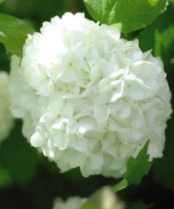 2 (10-15”) Japanese Snowball (Rooted Cuttings)