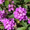2 Beautiful Purple Trailing Lantana Plants, Vibrant Flowering Plants for Garden, Full Sun, Easy Care