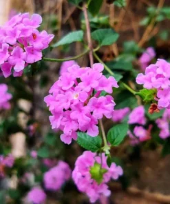 2 Beautiful Purple Trailing Lantana Plants, Vibrant Flowering Plants for Garden, Full Sun, Easy Care