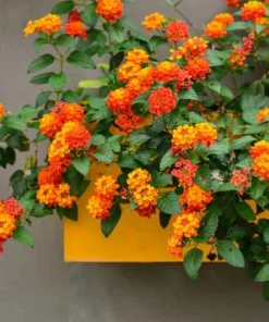 2 Lantana Bright Orange Plants - 1 Pot - 4-Inch Container for Gardens