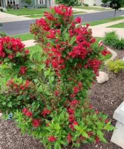 2 Red Weigela Shrubs Bare Root 12-18 Inches – Hardy Flowering Shrubs