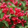 2 Red Weigela Shrubs Bare Root 12-18 Inches – Hardy Flowering Shrubs
