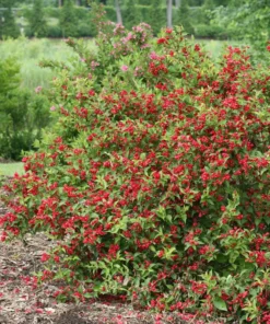 2 Red Weigela Shrubs Bare Root 12-18 Inches – Hardy Flowering Shrubs