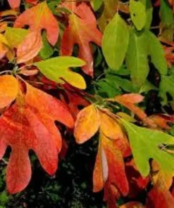 2 Sassafras Bare Root Trees 12-18 Inches – Vibrant Fall Foliage