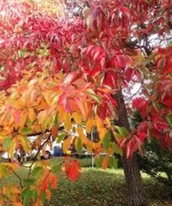 2 Sassafras Bare Root Trees 12-18 Inches – Vibrant Fall Foliage