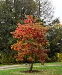 2 Sassafras Bare Root Trees 12-18 Inches – Vibrant Fall Foliage