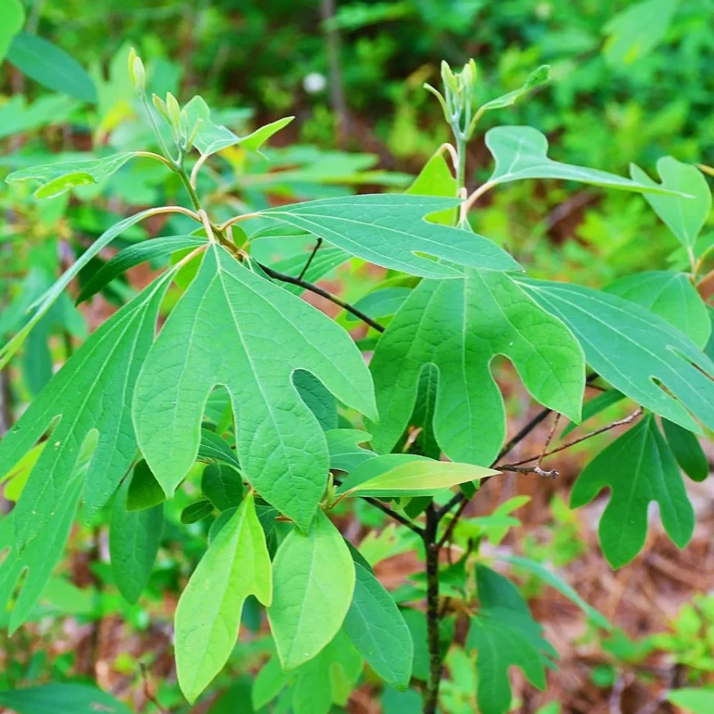 2 Sassafras Bare Root Trees 12 Inches – Vibrant Fall Foliage