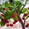 20 Bonsai Dwarf Cherry Tree Seeds Indoor Or Outdoor Fruit Tree