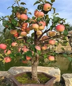 20 Dwarf Bonsai Apple Seeds Mini Fruit Planter Tree