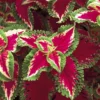 20 Pink white Green Coleus Seeds To Planting Indoor Tropical Houseplant - Outdoor Annual Flower