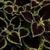 20 Purple Green Coleus Seeds To Planting Indoor Tropical Houseplant - Outdoor Annual Flower