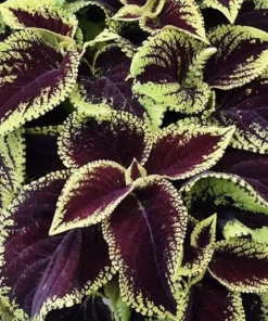 20 Purple Green Coleus Seeds To Planting Indoor Tropical Houseplant - Outdoor Annual Flower