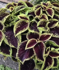 20 Purple Green Coleus Seeds To Planting Indoor Tropical Houseplant - Outdoor Annual Flower
