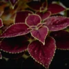 20 Red Coleus Seeds To Planting Indoor Tropical Houseplant - Outdoor Annual Flower