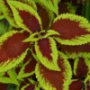 20 Red Green Coleus Seeds Diy