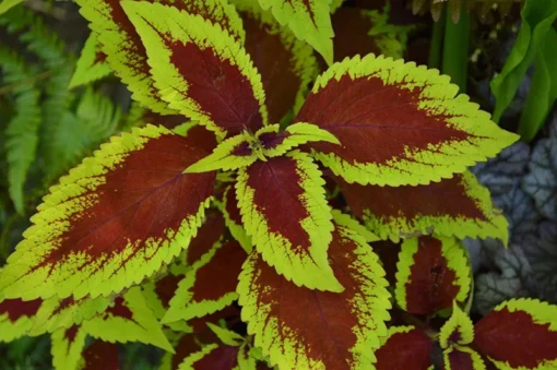 20 Red Green Coleus Seeds Diy