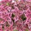 20 Red Pink Coleus Seeds To Planting Indoor Tropical Houseplant - Outdoor Annual Flower