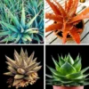 20 Seeds Aloe Vera Seeds Cosmetic Bonsai Plants Mix Seeds