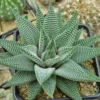 20 Seeds Aloe Vera Seeds Cosmetic Bonsai Plants Seeds
