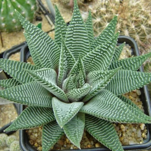 20 Seeds Aloe Vera Seeds Cosmetic Bonsai Plants Seeds