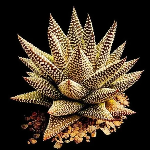 20 Seeds Aloe Vera Seeds Cosmetic Bonsai Plants Seeds
