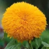 20 Seeds Bear Sun Flowers Seeds