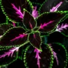 20 Seeds Black Green Pink Coleus Seeds Garden Plants