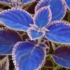 20 Seeds Blue Coleus Seeds, Beautiful Flowering Plants, Potted Bonsai Balcony