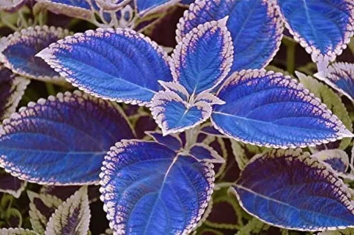 20 Seeds Blue Coleus Seeds, Beautiful Flowering Plants, Potted Bonsai Balcony