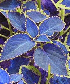 20 Seeds Blue Coleus Seeds, Beautiful Flowering Plants, Potted Bonsai Balcony
