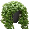 20 Seeds Emerald Falls Dichondra Seeds For Planting